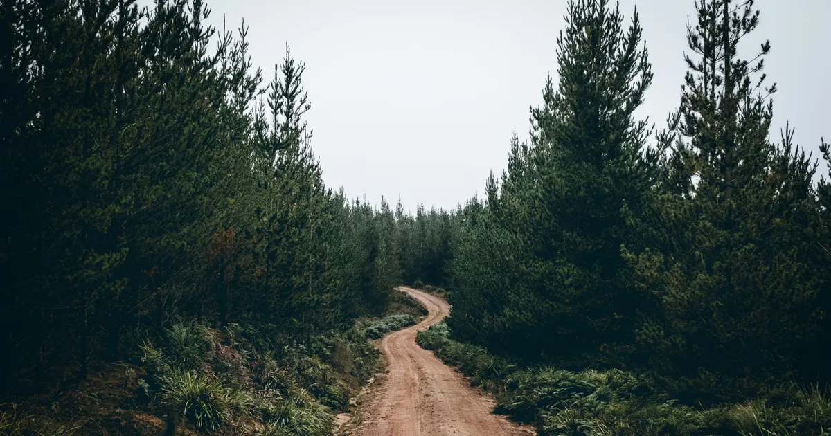 У Франківській області виявлено тіло солдата: чоловік був у розшуку.