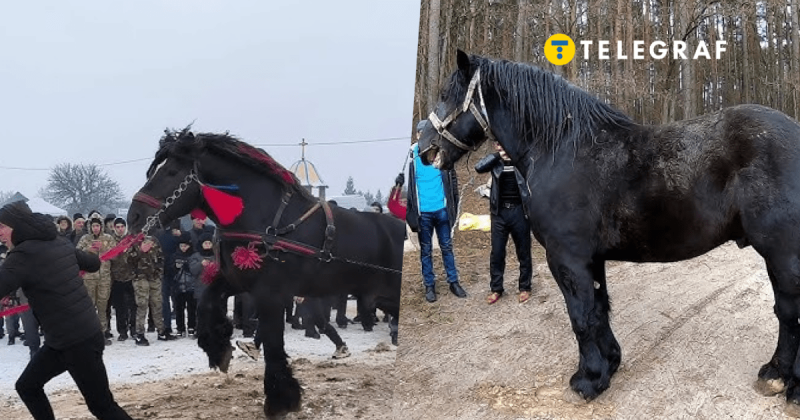 На фестивалі в Прикарпатті тварин жорстоко використовували для тягнення колод. Це не перший випадок проведення подібного заходу (фото, відео).