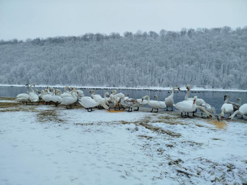 У селі на Тлумаччині зимують сотні лебедів, і фахівці закликають бути обережними, щоб не завдати шкоди цим прекрасним птахам.