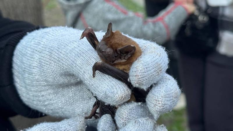 У Франківську на свободу випустили близько 50 врятованих летючих мишей (ФОТО)