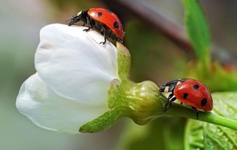 Сьогодні ми святкуємо іменини Йосипа та Юлії. Давайте розглянемо історію, заборони та прикмети, пов'язані з 8 квітня, за 20 хвилин.