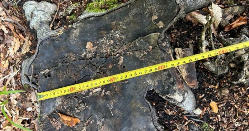 Триста мільйонів за знищені ліси: прокуратура ініціювала безпрецедентні позови проти 