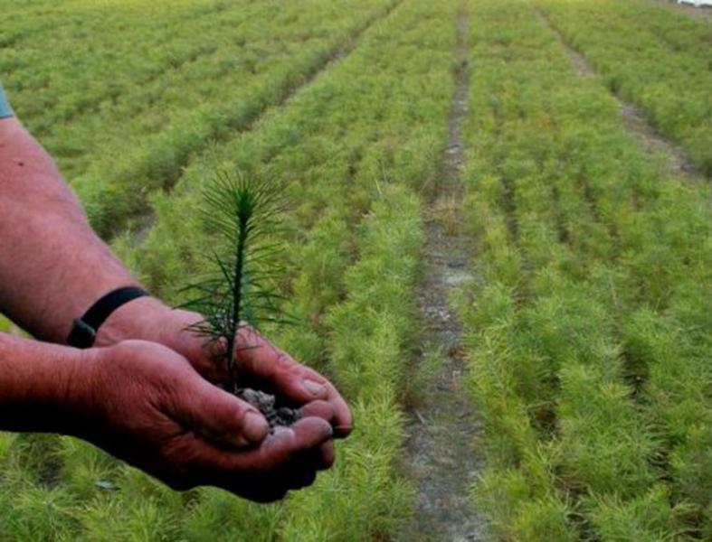 Прокуратура закликає легалізувати 33 гектари самозростаючих лісів у районі Долинщини.