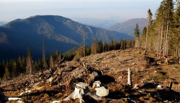 Незаконні вирубки лісів у національному парку 