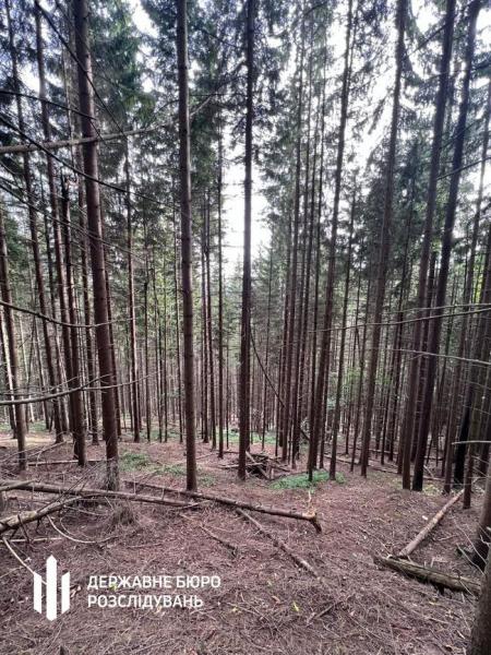 В Івано-Франківській області Державне бюро розслідувань виявило діяльність чиновників лісгоспу, які організували великомасштабні вирубки дерев у заповідних зонах.