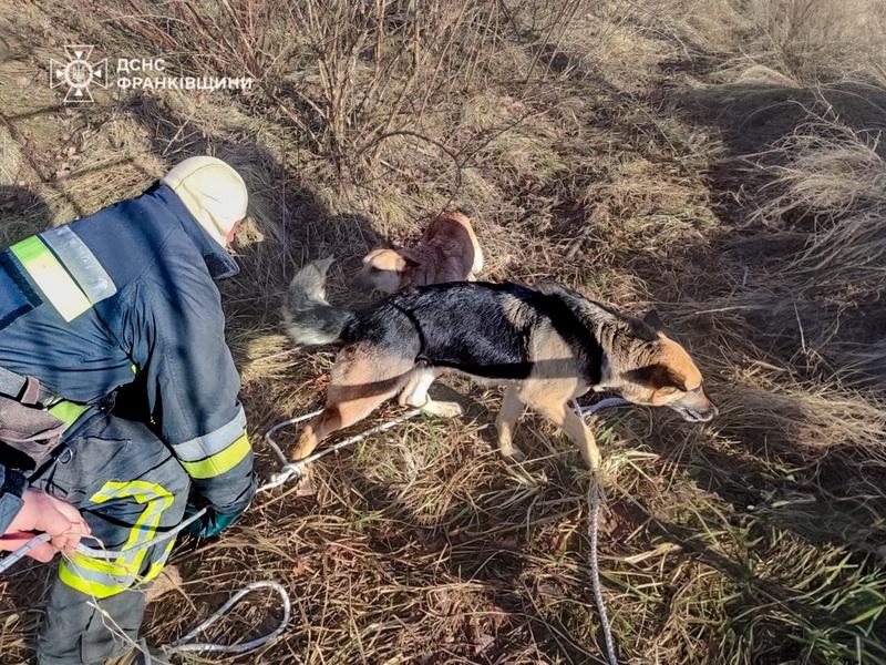 Рятувальники з Долини дістали собаку з каналізаційної системи.