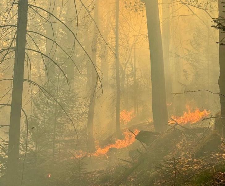 У Микуличині сталася пожежа, внаслідок якої згоріло 4 гектари лісу — вогонь вдалося ліквідувати.