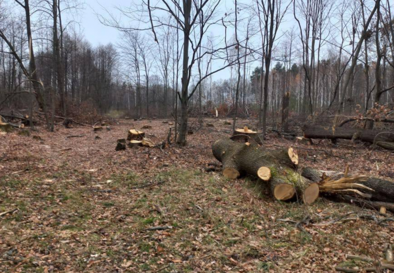 Держекоінспекція оголосила результати своєї роботи: мільйонні втрати, тисячі знищених дерев, забруднені річки.