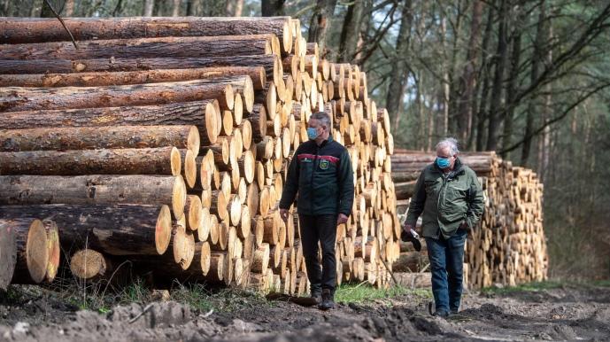 Під маскою навчальних заходів з ліквідації пожеж керівник ДСНС незаконно зрубав ліс на суму сім мільйонів гривень.