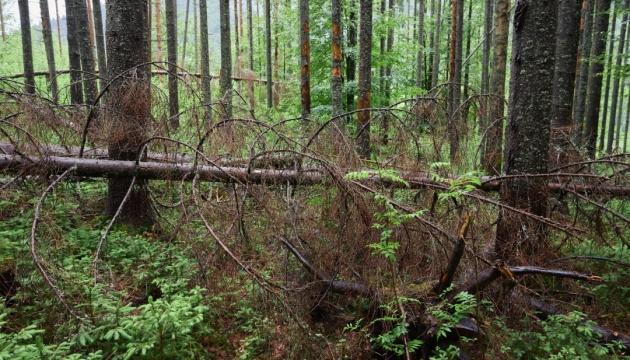 У Прикарпатті ліси страждають від всихання, викликаного посухами та змінами кліматичних умов.