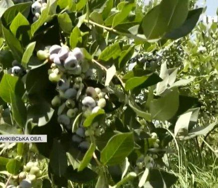 Сезон лохини в розгарі: на що можна розраховувати з приводу цін та врожаю?