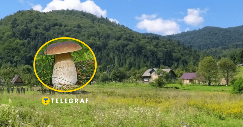 Вага понад два кілограми: у Львівській області виявили величезний білий гриб (фото)