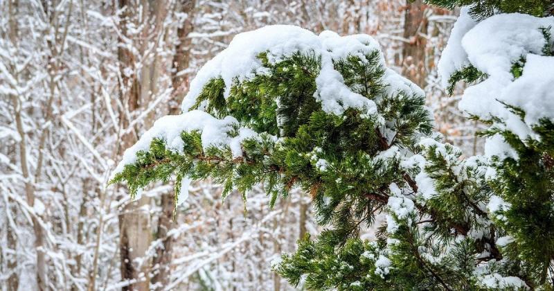 Зима на порозі: Карпати вкриті сніговим покривом (фотографії, відеоматеріали)