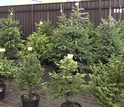 У Франківську проходить акція, де пропонують в оренду живі ялинки в обмін на донати для Збройних Сил України.