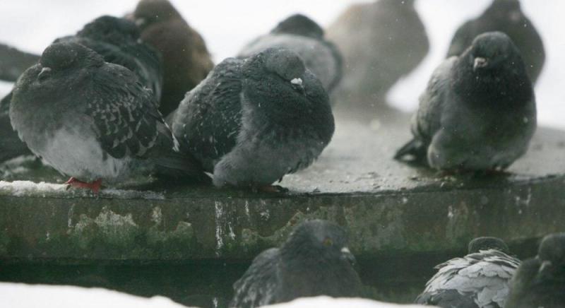 На заході України прогнозують потужні пориви вітру: ДСНС дала рекомендації щодо обережності.