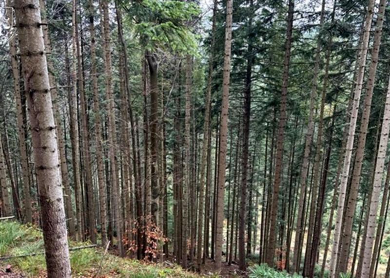 Державі було повернуто 20 земельних ділянок, на яких росте столітній ліс, неподалік від Буковеля.