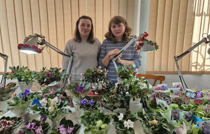 Жителі Прикарпаття вирощують більше 500 сортів сенполій і організовують виставки своєї унікальної квіткової колекції - Cтиль життя | Експрес онлайн.