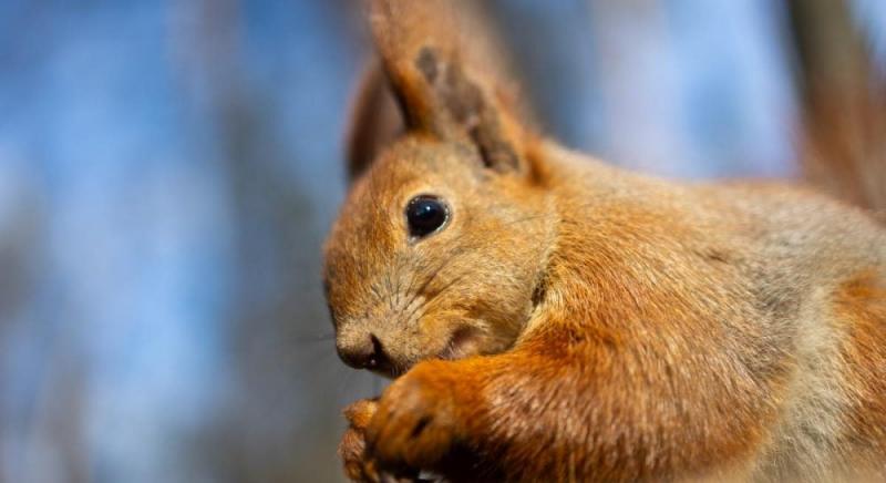 Напередодні вихідних у Києві очікується суттєве потепління.