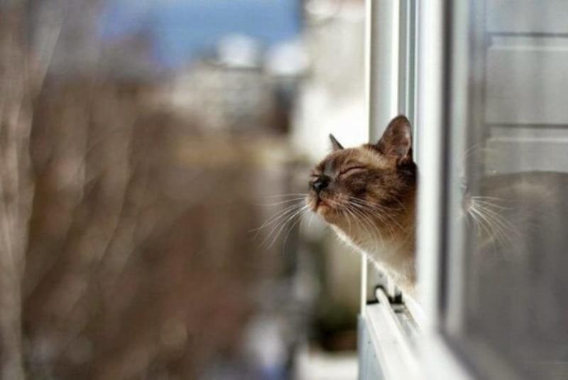 Погода 6 квітня. Метеорологи прогнозують дощі та поривчастий вітер у регіоні Прикарпаття.