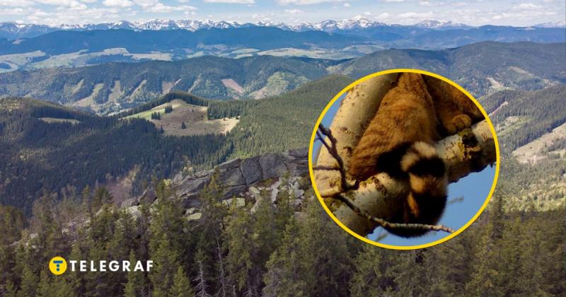 В Україні виявили незвичайного хижака з пухнастим хутром: цей вид занесений до Червоної книги (фото)