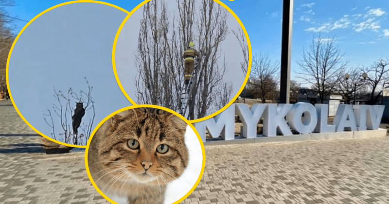 Сотні тисяч людей з цікавістю стежили за історією кота: у Миколаєві відбулося справжнє великоднє чудо.