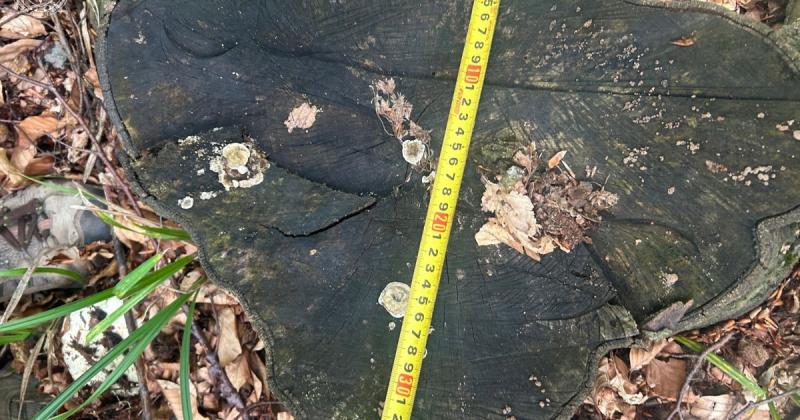 Прокуратура виявила нечувані масштаби незаконної вирубки лісів у Карпатах - збитки становлять 387 мільйонів гривень. - Новини bigmir)net